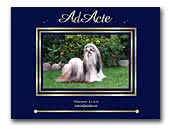 Shih Tzu Ad Acte