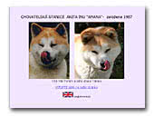 Amana Akita Inu