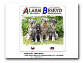 Schnauzers kennel Alarm Beskyd