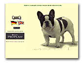 French Bulldog Kennel Alcsiligeti