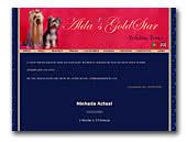 Alda's GoldStar Yorkshire Terrier