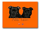 Alfa Tauri Staffordshire Bull Terrier