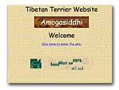Amogasiddhi Tibetan Terriers