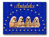 American Cocker Spaniel Kennel Antaleks