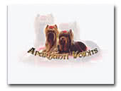 Aparhanti-Vojnits Yorkshire Terrier and Biewer Yorkshire Terrier