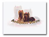Aparhanti-Vojnits Yorkshire Terrier and Biewer Yorkshire Terrier