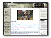 Argentia Mist Weimaraners