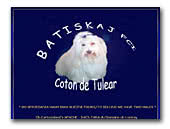 Coton de Tulear Batiskaj FCI