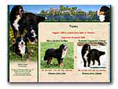 Bernese Mountain Dogs kennel Mikes uti