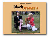Black Orange's Show Pomeranians