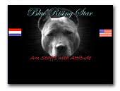 American Staffordshire Terriers Blue Rising Star