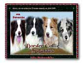 Border Collie Mafalda's