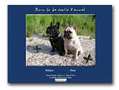 French Bulldogs Kennel Born to be smile