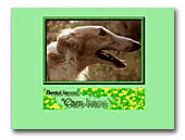Borzoi kennel Cars Ivans