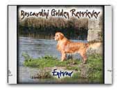 Boscardini Golden Retriever Breeder