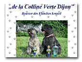 de la Colline Verte Dijon kennel Bouvier des Flandres