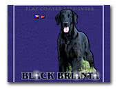 Black Brianta Flat Coated Retrievers