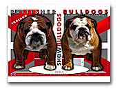 Britisher Show Bulldogs