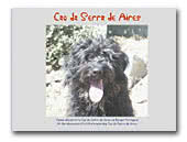 Les Gardiens de la Houlette Portuguese Sheepdogs