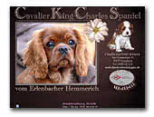 Cavalier King Charles Spaniel Kennelvom Erlenbacher Hemmerich