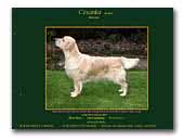 Cesarka Golden Retrievers