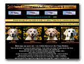 of Cimes Etoilées Golden Retrievers kennel