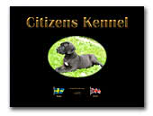 Citizen's Kennel Great Danes