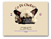 French Bulldogs Co Di CheFay's Kennel