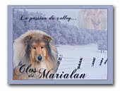 Collies le Clos de Marialan