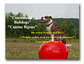 Conties Bijoux Continental Bulldogs