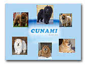 Chow Chows Kennel Cunami