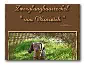 Zwerglanghaarteckel von Weinreich