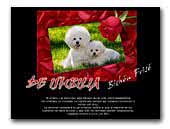 De Ishbilia Bichon Frise