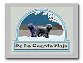 Spanish Waterdog De La Cuerda Floja