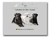 Labradors di Calfa's Gemma