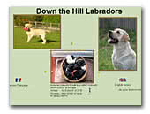 Labrador Retrievers Down the Hill
