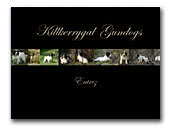 Killkerrygal Gundogs English Springer Spaniel