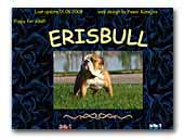 Erisbull English Bulldogs