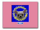 Chihuahuas European Friendship