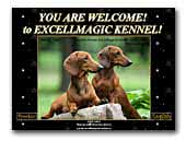 Excellmagic Dachshunds Kennel