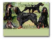 Forester`s ... of DarkmoorGordon Setter