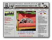 Schnauzer Fortuna Moravia Kennel