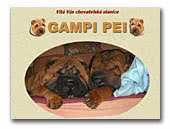 Shar-Pei kennel Gampi Pei
