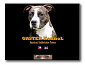 kennel Gaster American Staffordshire Terriers 