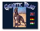 Gigantic Blau Great Danes Kennel