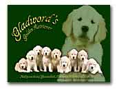 Golden Retrievers Gladwords Kennel