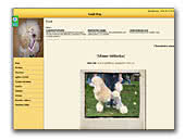 Miniature Poodle aprikot Gold Ray