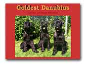Giant Schnauzer and German Shepherd Dog Goldest Danubius Kennel