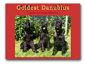 Giant Schnauzer Goldest Danubius Kennel