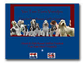 Bassets griffon vendéen kennel Van Tum-Tum's Vriendjes